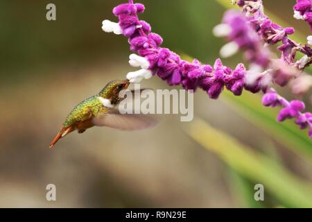 Scintilant hummungbird, hoveringnext in rosa e bianco fiore di mimosa, mountain foresta tropicale, Costa Rica, uccello sul verde chiaro sfondo, bella Foto Stock