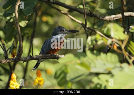 Di inanellare Kingfisher - Megaceryle torquata seduta sul ramo nel suo ambiente naturale vicino al fiume, greenvegetation e fiori di colore giallo in background, b Foto Stock