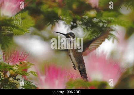 A lungo fatturati Starthroat, sospeso in aria, giardino, mountain foresta tropicale, Colombia, uccello sul verde chiaro sfondo, bella hummingbird, verde Foto Stock