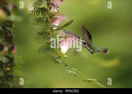 Nero-breasted mango, hoveringnext in rosa e bianco fiore di mimosa, mountain foresta tropicale, Costa Rica, uccello sul verde chiaro sfondo, bella hu Foto Stock