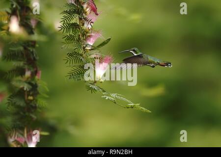 Nero-breasted mango, hoveringnext in rosa e bianco fiore di mimosa, mountain foresta tropicale, Costa Rica, uccello sul verde chiaro sfondo, bella hu Foto Stock