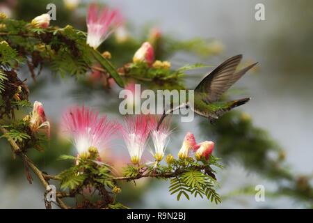 Nero-breasted mango, hoveringnext in rosa e bianco fiore di mimosa, mountain foresta tropicale, Costa Rica, uccello sul verde chiaro sfondo, bella hu Foto Stock