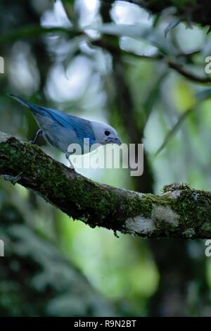 Blue tanager seduto su albero in montagna tropicale foresta di pioggia in Costa Rica, chiaro e sfondo verde, piccole songbird nel suo ambiente naturale in Foto Stock