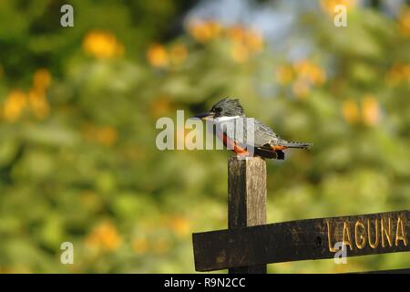 Di inanellare Kingfisher - Megaceryle torquata seduta sul ramo nel suo ambiente naturale vicino al fiume, greenvegetation e fiori di colore giallo in background, b Foto Stock