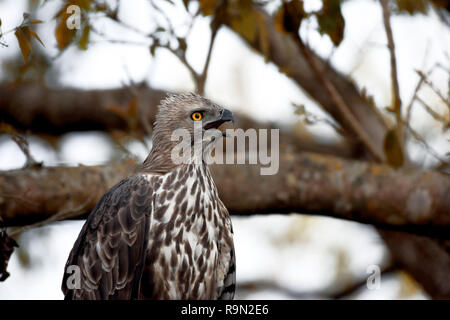 Modificabile hawk eagle seduta su albero chiamando il suo compagno, Dhikala, Jim Corbett, Uttrakhand, India. Foto Stock