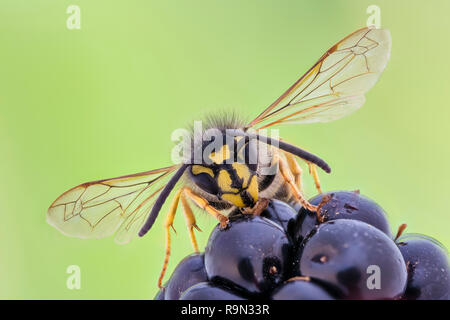 Gemeine Wespe, Vespula vulgaris, comune Wasp - Extreme Macro Close Up Foto Stock