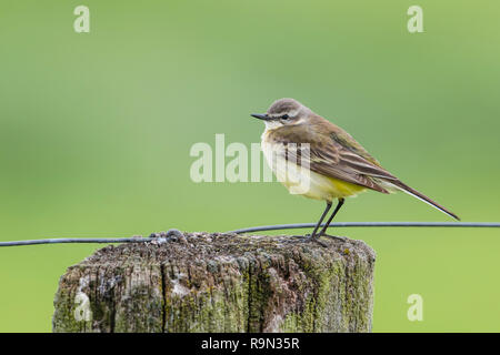 Junge Schafstelze, Motacilla flava, giovane occidentale wagtail giallo Foto Stock