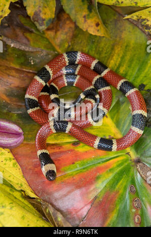 Infame Costa Rican Serpente corallo in Costa Rica Foto Stock