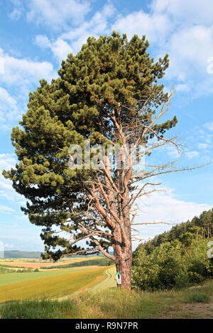 Unica struttura ad albero sul ciglio della strada nel Harz Foto Stock