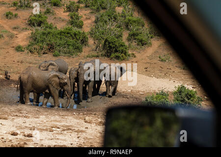 In un safari game drive a Addo Elephant National Park, Sud Africa Foto Stock