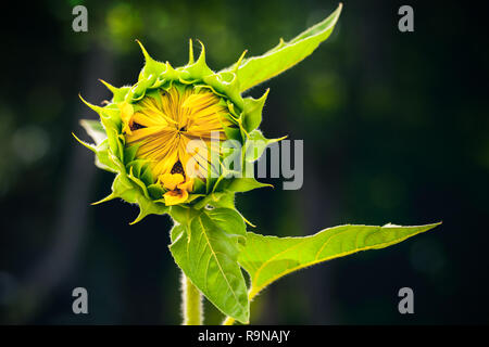 Girasole bud scuro su sfondo sfocato, close-up foto con morbida messa a fuoco selettiva Foto Stock