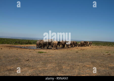 Elefanti a Spekboom waterhole, Addo Elephant National Park, Sud Africa Foto Stock