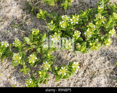 Fiori di mare Sandwort, Honckenya peploides Foto Stock