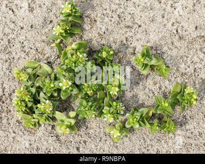 Fiori di mare Sandwort, Honckenya peploides Foto Stock