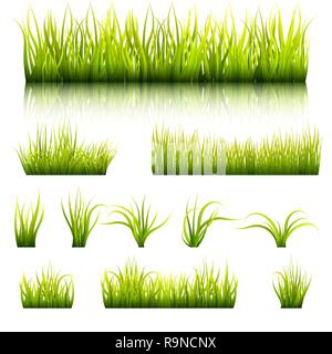 Serie di elementi di un prato verde. Confine vegetale. La canna da zucchero con la riflessione. Mazzetti di foglie di piante. Illustrazione Vettoriale. Illustrazione Vettoriale