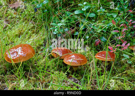 Jack scivolose Mushroom - Suillus luteus Caledonian Pineta Foto Stock