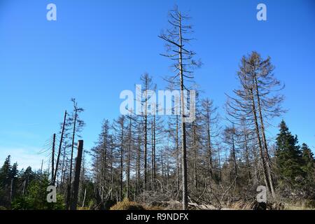 Foresta morto ai piedi del Brocken nel Parco Nazionale di Harz in Germania Foto Stock