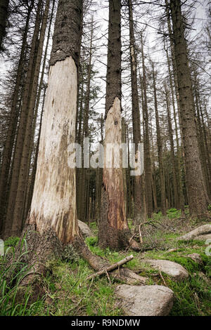 Foresta morto ai piedi del Brocken nel Parco Nazionale di Harz in Germania Foto Stock