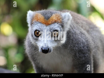 Ritratto di femmina lemure coronato, il Eulemur coronatus, Palmarium, Madagascar Foto Stock