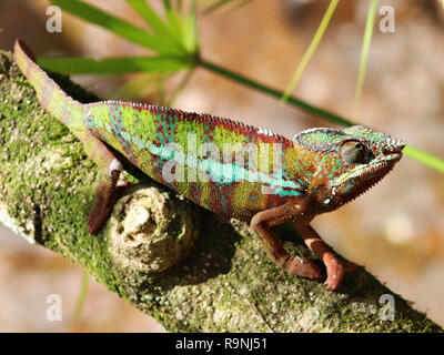 Il profilo laterale di panther chameleon seduto su un ramo, Andasibe, Madagascar Foto Stock