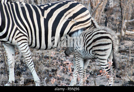 Madre zebra assistenza infermieristica i suoi giovani, rosso arbusteto in background, profilo laterale, il Parco Nazionale di Etosha, Namibia Foto Stock