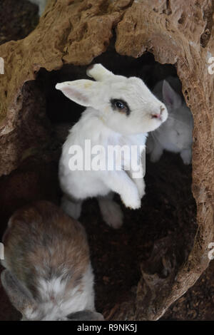 Coniglio Bianco con un anello nero sul suo occhio in piedi su due gambe. Foto Stock