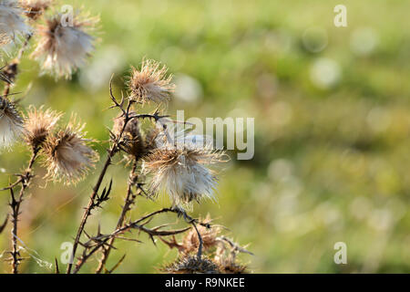 Thistle sul ciglio della strada Foto Stock