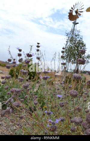 Brittlebush (giallo) e chia (malva) al di sotto di una pompa di vento nei prati del centro di Temecula, nel sud della California, Riverside County Foto Stock