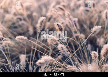 Bellissimo sfondo sfocato con erba secca coperto di gelo invernale in primo piano Foto Stock