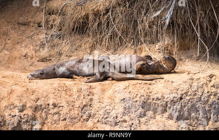 Lontra gigante nel Pantanal, Brasile Foto Stock