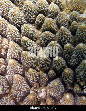 Dettaglio di Acropora cora colonia, della Grande Barriera Corallina, Queensland, Australia. Foto Stock