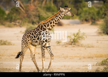 Giovani, baby giraffe selvaggio della Tanzania Foto Stock