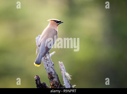 Il Cedar Waxwing appollaiato su un albero morto su una palude Foto Stock
