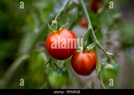 LB00015-00...WASHINGTON - pomodoro cresciute in un giardino urbano. LensBaby foto. Foto Stock