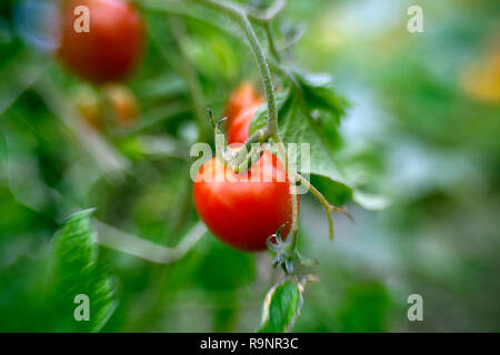 LB00016-00...WASHINGTON - pomodoro cresciute in un giardino urbano. LensBaby foto. Foto Stock