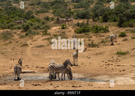 Zebre a waterhole, Addo Elephant National Park, Sud Africa Foto Stock