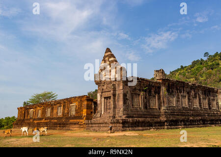 Le vacche in piedi davanti alle rovine dell'IVA Pou tempio Khmer in Champasak Foto Stock