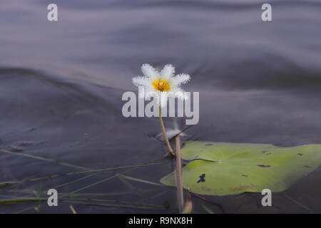 Acqua il simbolo del fiocco di neve (Nymphoides indica) fiore Foto Stock