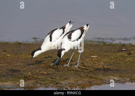 Pied avocet (Recurvirostra avosetta) coppia costruire il nido in zona umida Foto Stock