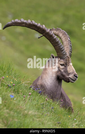 Stambecco delle Alpi (Capra ibex) maschio con grandi corna in estate nel Parco Nazionale Hohe Tauern, Alpi austriache, Carinzia / Carinzia, Austria Foto Stock