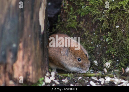 Bank Vole in cerca di cibo Foto Stock