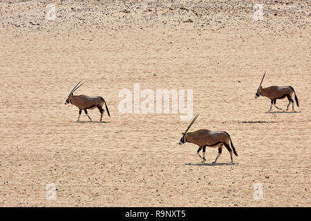 Tre Oryx Gazella Gemsbok in un Garub Namibia Africa deserto di sabbia Foto Stock