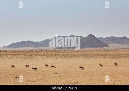 Oryx Gazella Gemsbok in un Garub Namibia Africa deserto di sabbia Foto Stock