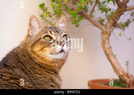 Ritratto di gatto domestico Foto Stock