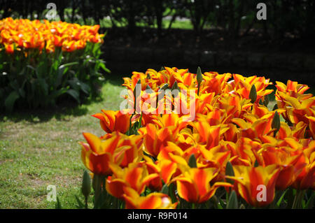 Messa a fuoco selettiva di splendida fioritura di tulipani nel letto di fiori sullo sfondo sfocato. Alcune gemme preparare per aprire. Foto Stock