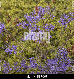 Albero di Jacaranda blu (Jacaranda mimosifolia) all'inizio dell'estate in Spagna Foto Stock