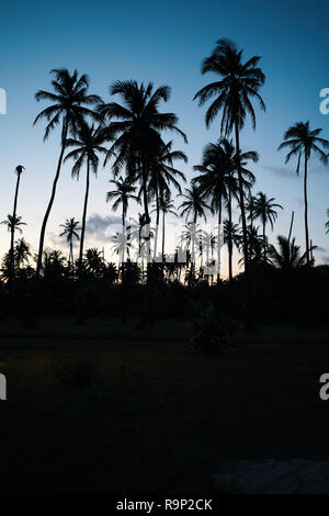 Palms illuminare al tramonto Foto Stock