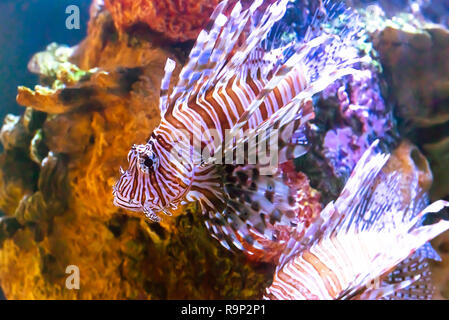 Il veleno pesce leone da coralli di acqua salata Foto Stock
