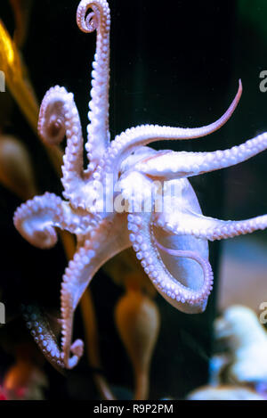 Il polpo bianco con grandi tentacoli sotto acqua di sale Foto Stock