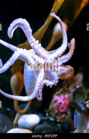 Il polpo bianco con grandi tentacoli sotto acqua di sale Foto Stock